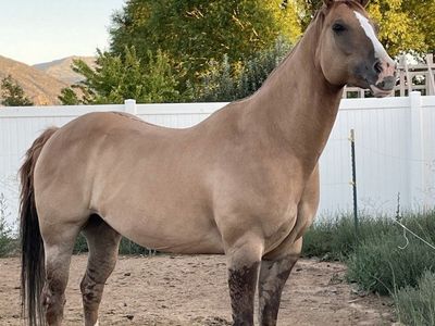 gelding
