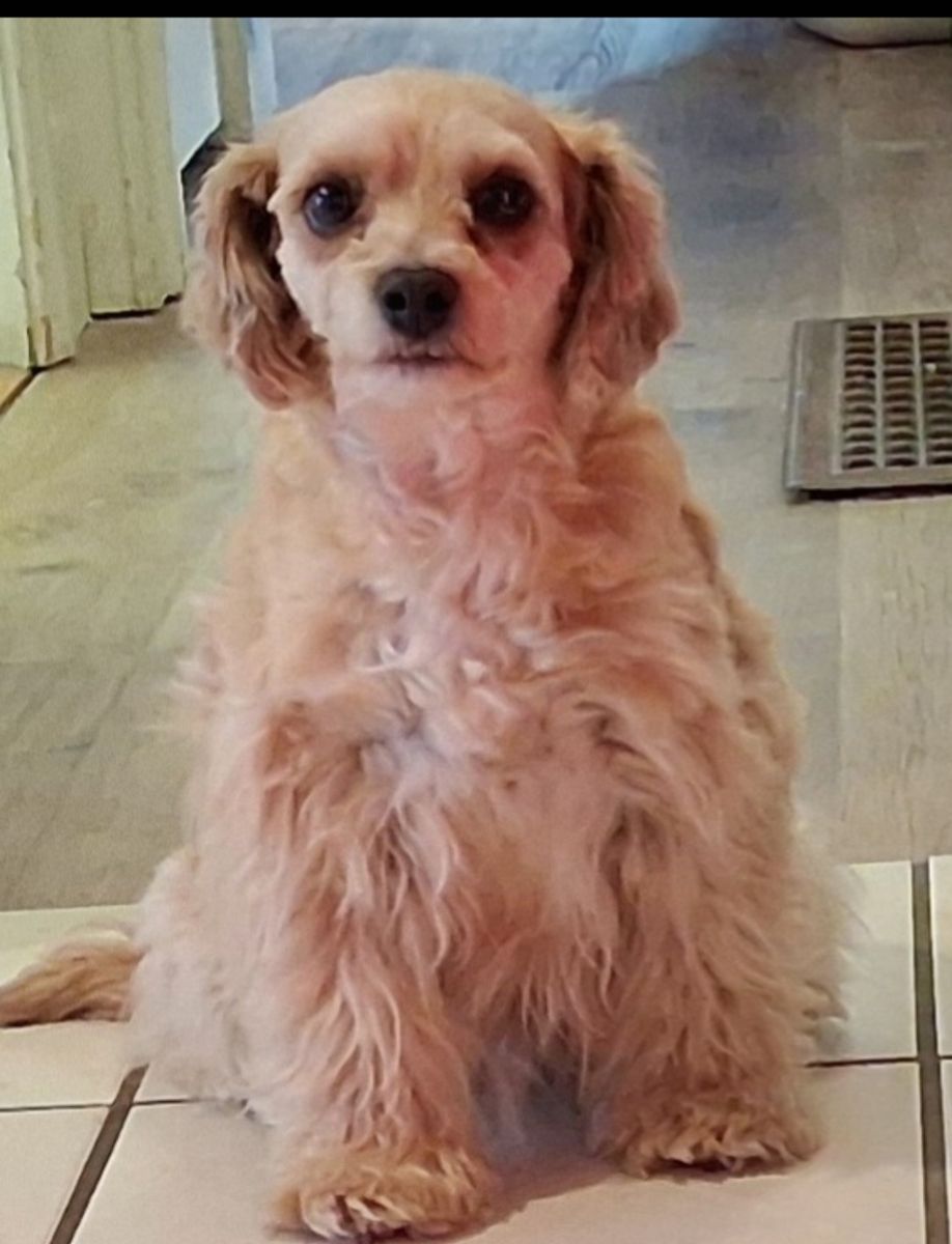 Yorkie Poo