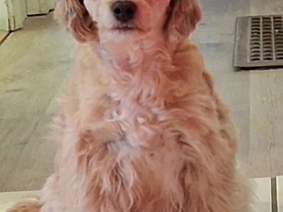 Yorkie Poo