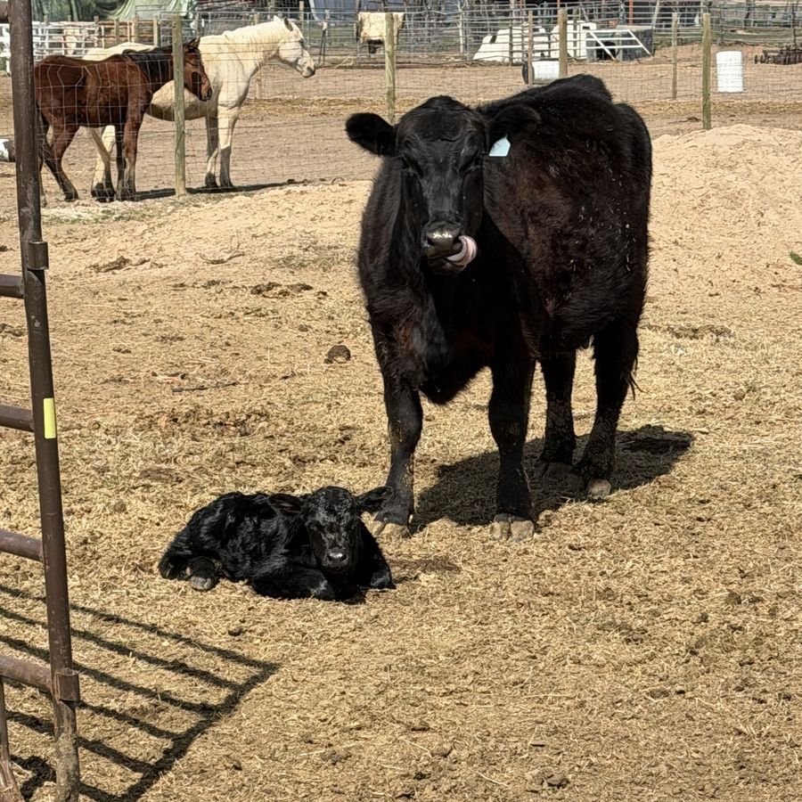 Angus cow