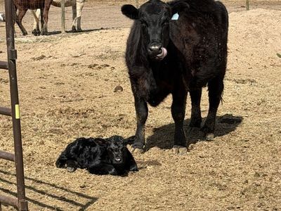 Angus cow