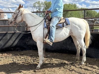 PAINT MARE 9 YRS OLD AND BROKE TO RIDE
