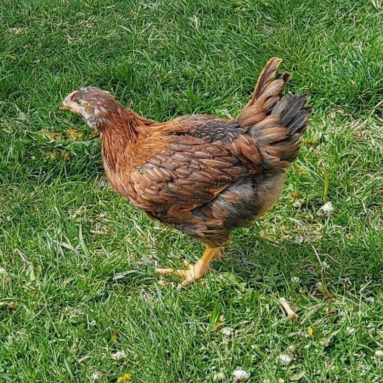 2 month old Cinnamon Queen Chicks / Poulets