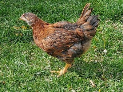 2 month old Cinnamon Queen Chicks / Poulets