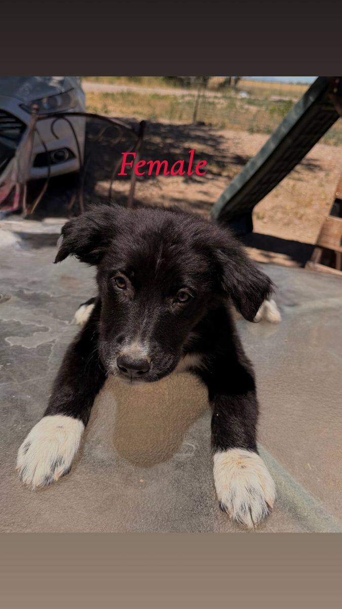 Border Collie/Poodle Mix Puppies – Ready for Their Forever Homes!