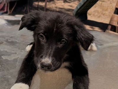 Border Collie/Poodle Mix Puppies – Ready for Their Forever Homes!