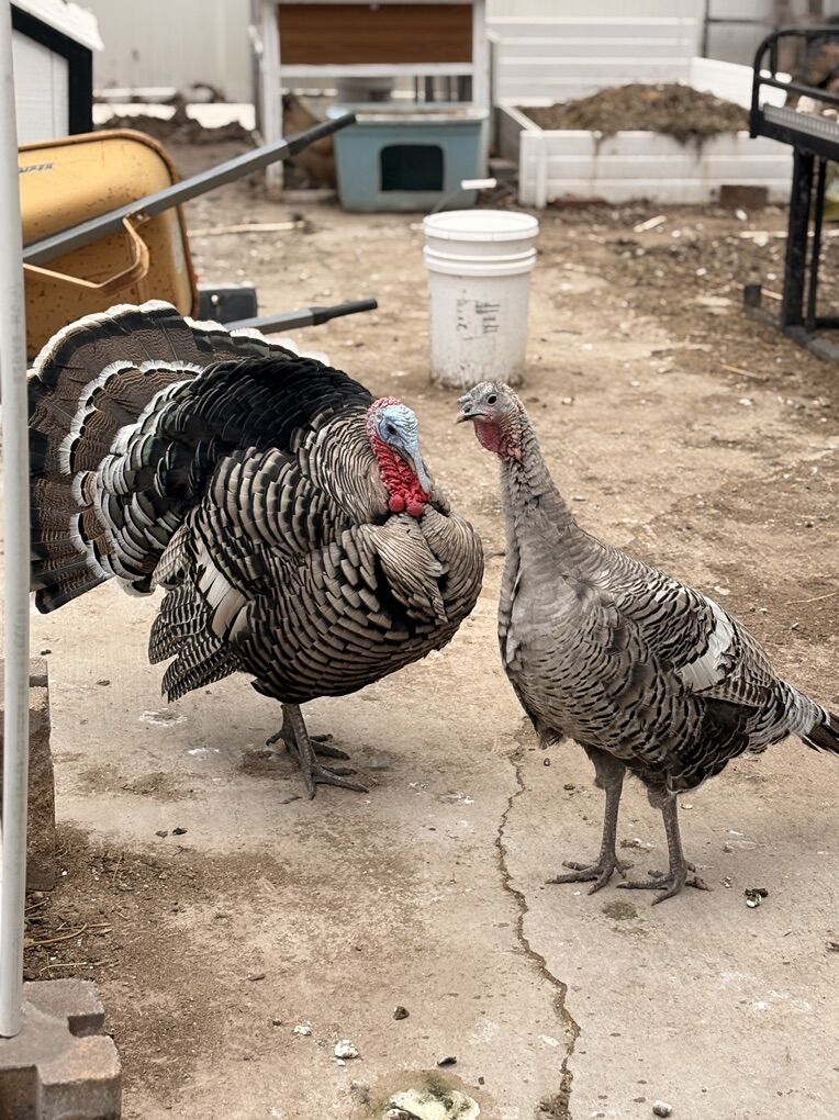 Narragansett Tom Turkey For TRADE
