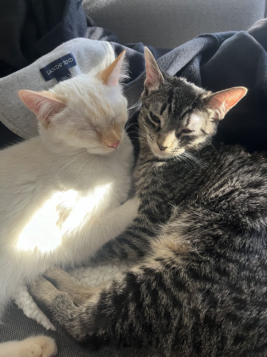 REHOMING OF 2 CATS
