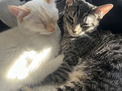 REHOMING OF 2 CATS