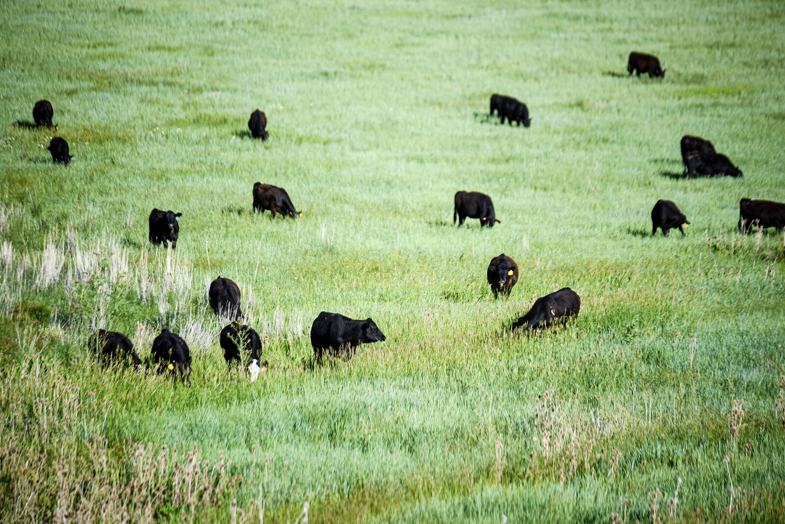 Freeze-Dry Friendly Bulk Beef Cow | Off-Grid & Prepper Ready | Quarter, Half, Whole