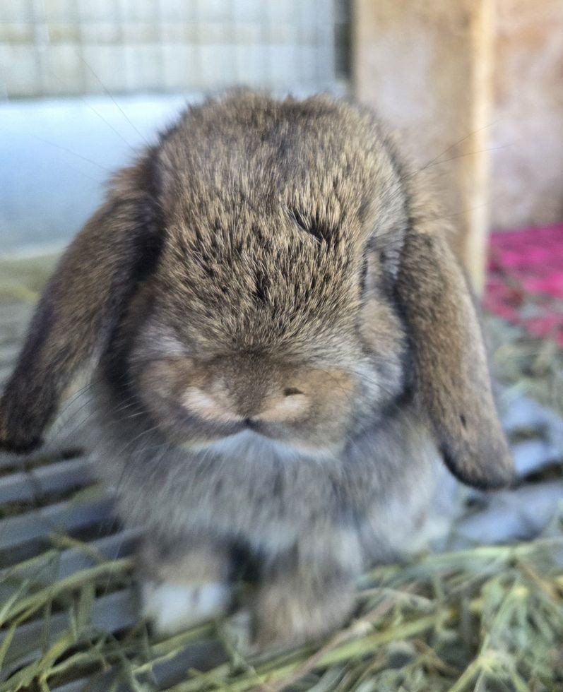 Mini Lop Bunny Rabbit Kits