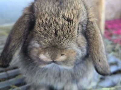 Mini Lop Bunny Rabbit Kits