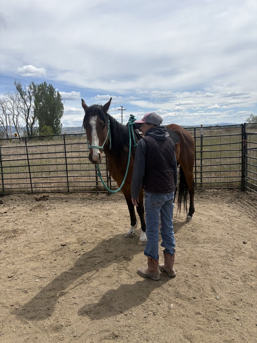 4 yr old thoroughbred 