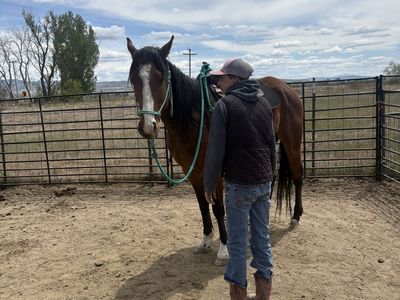 4 yr old thoroughbred