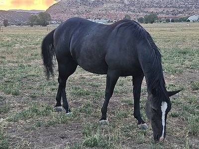 Bred Broodmare