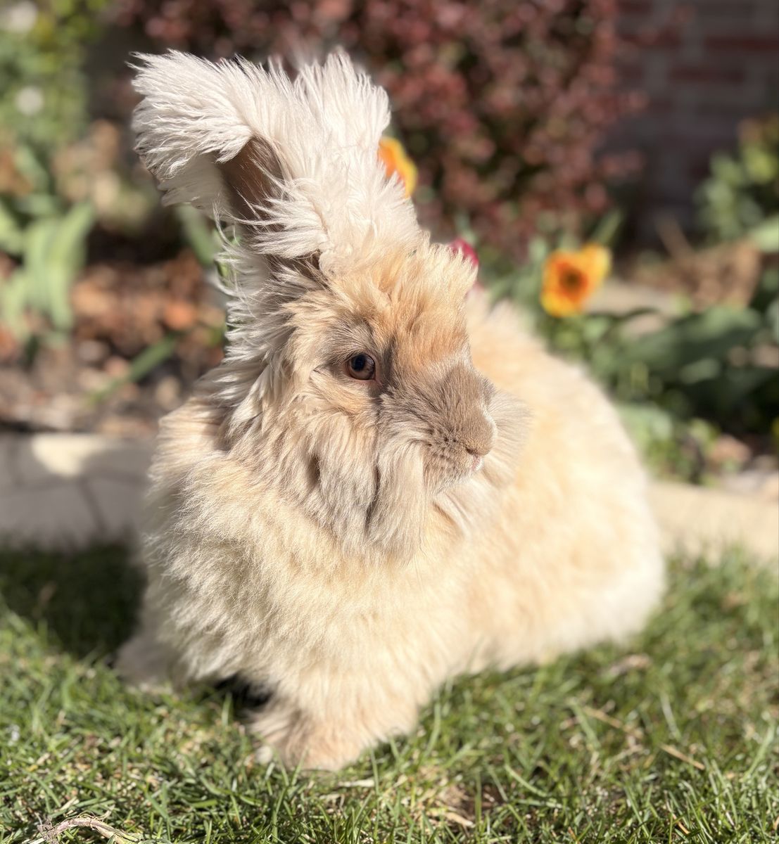 Fluff Puff Rabbitry English Angora Bunny Waitlist