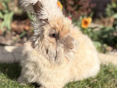 Fluff Puff Rabbitry English Angora Bunny Waitlist