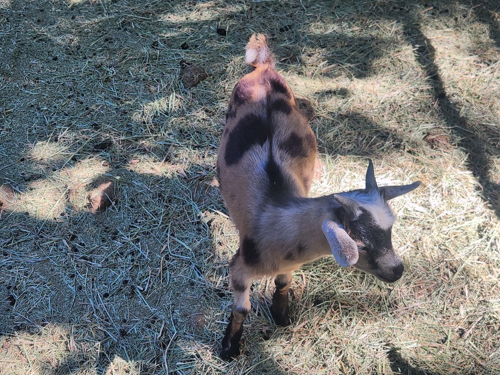 Nigerian Dwarf Goat Kids for sale - excellent weed eaters