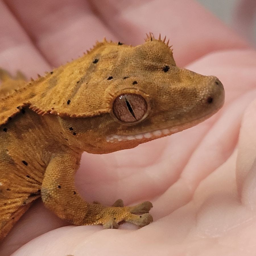 Baby Female Dalmation Crested Gecko