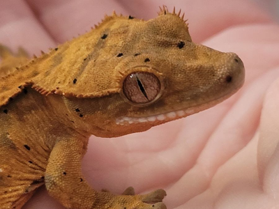 Baby Female Dalmation Crested Gecko