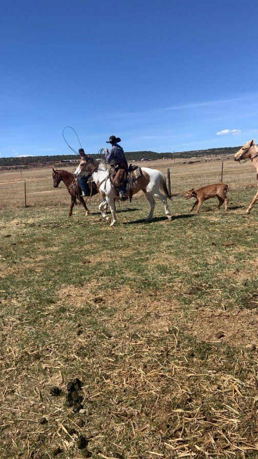 Registered Paint Mare 6 years old