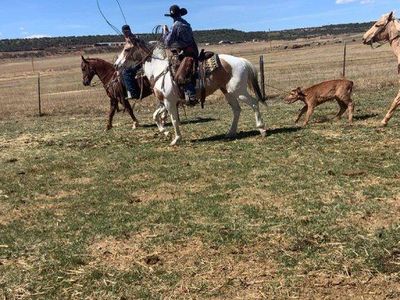 Registered Paint Mare 6 years old