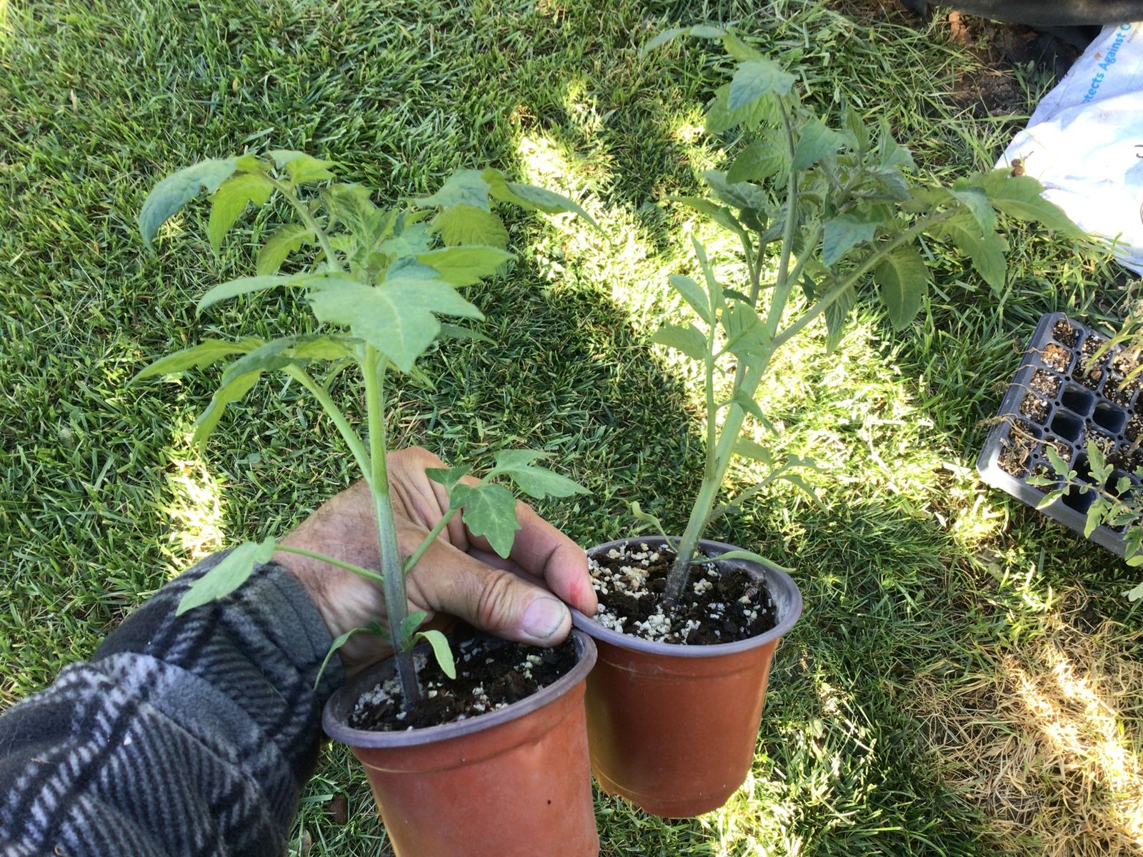Heirloom tomato plants