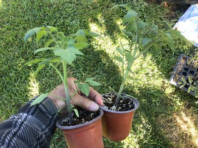 Heirloom tomato plants
