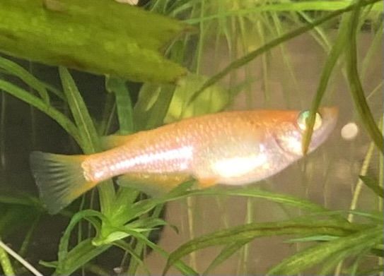 Rice fish