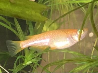 Rice fish
