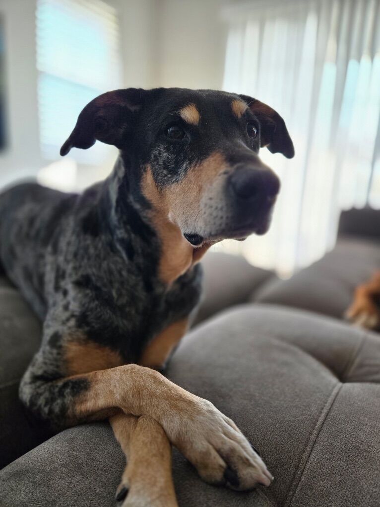 Adopt Lorelai – The Loyal, Low-Maintenance