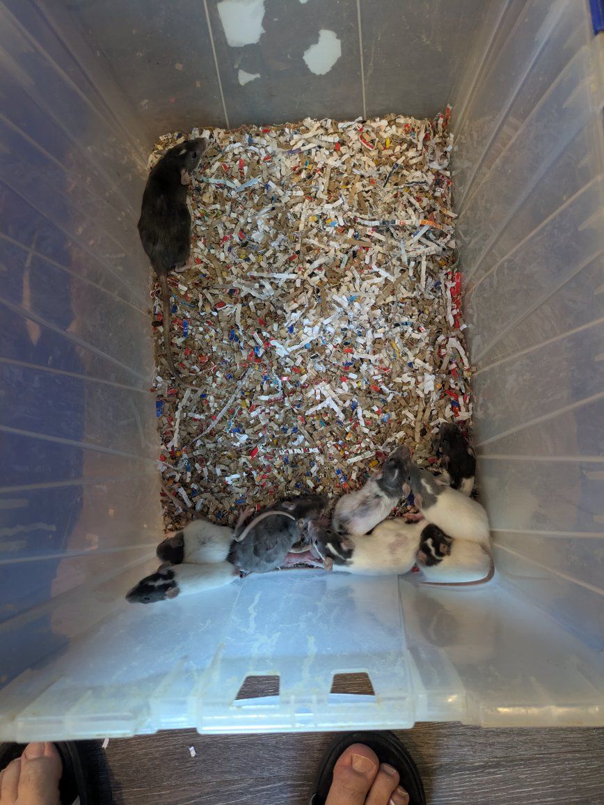 Feeders breeders and pets