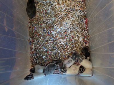 Feeders breeders and pets