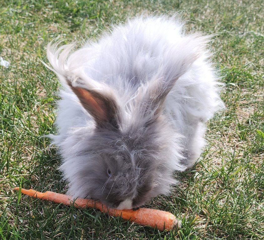 English Angora Doe