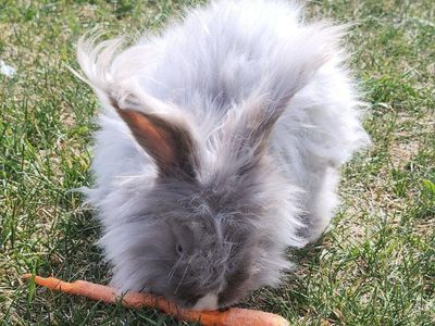English Angora Doe