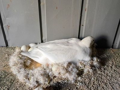 FREE ducks! With a clutch!