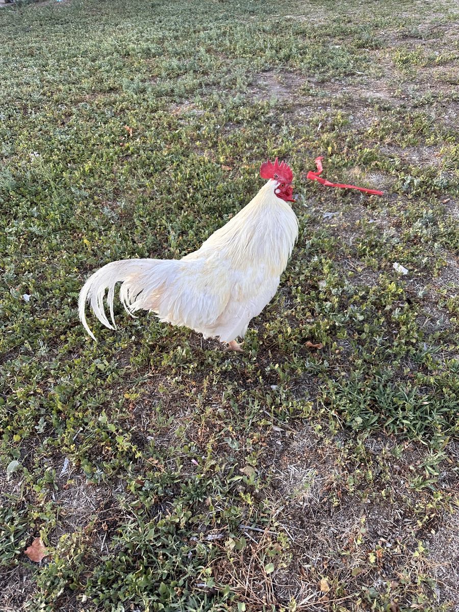 White rooster