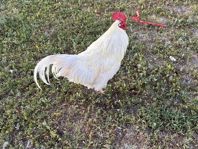 White rooster