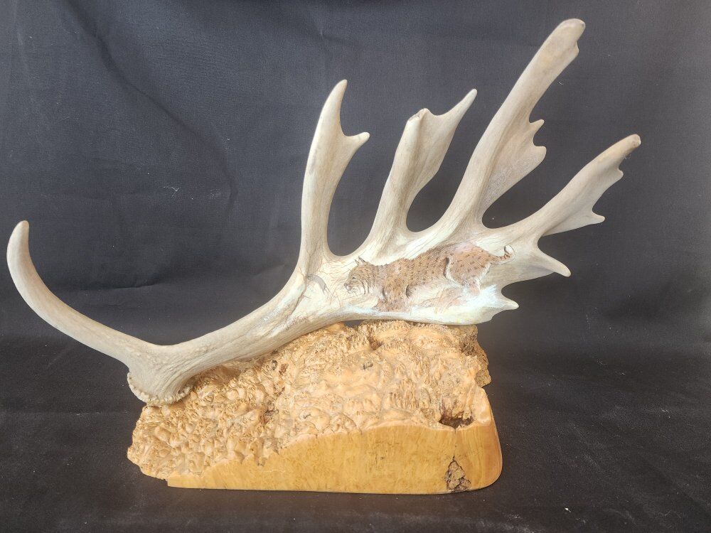 painting  bald Eagle