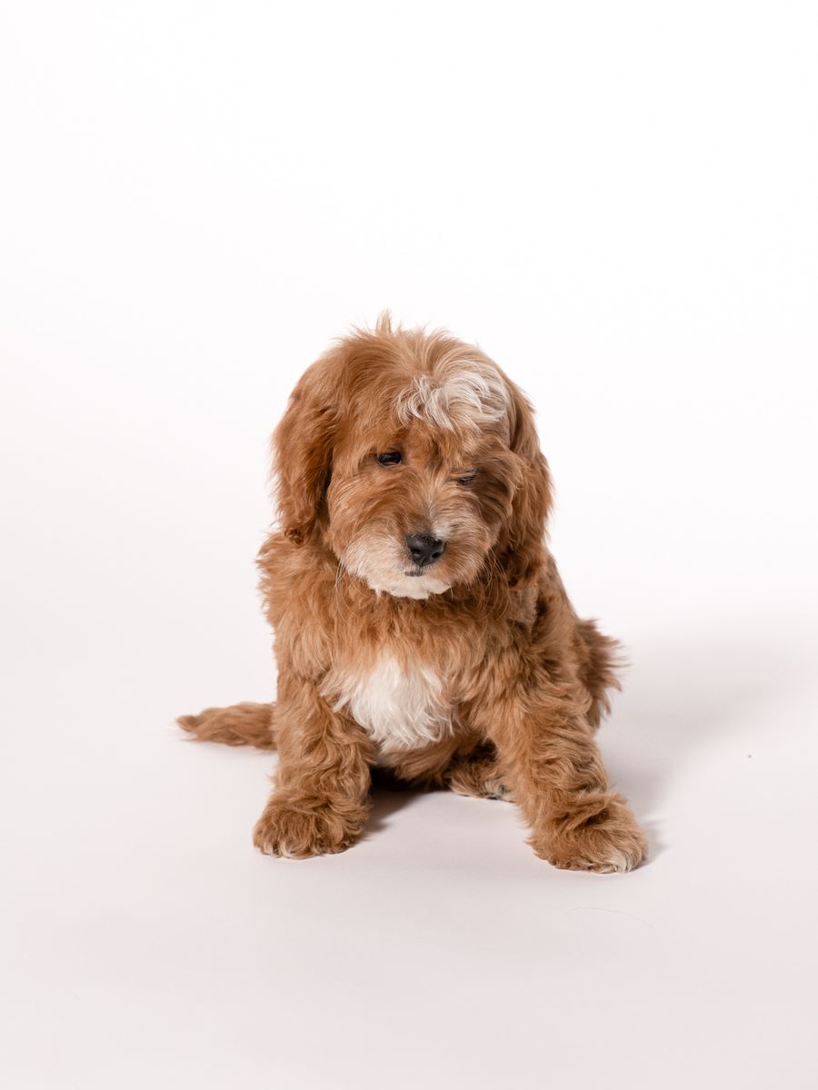 Cavapoo Male Puppy