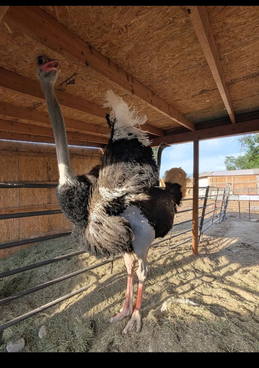 Ostriches for sale