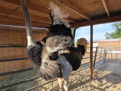 Ostriches for sale