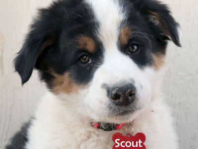 Ready Now - Australian Shepherd/Border Collie Mix Puppies (Only 3 Left!)
