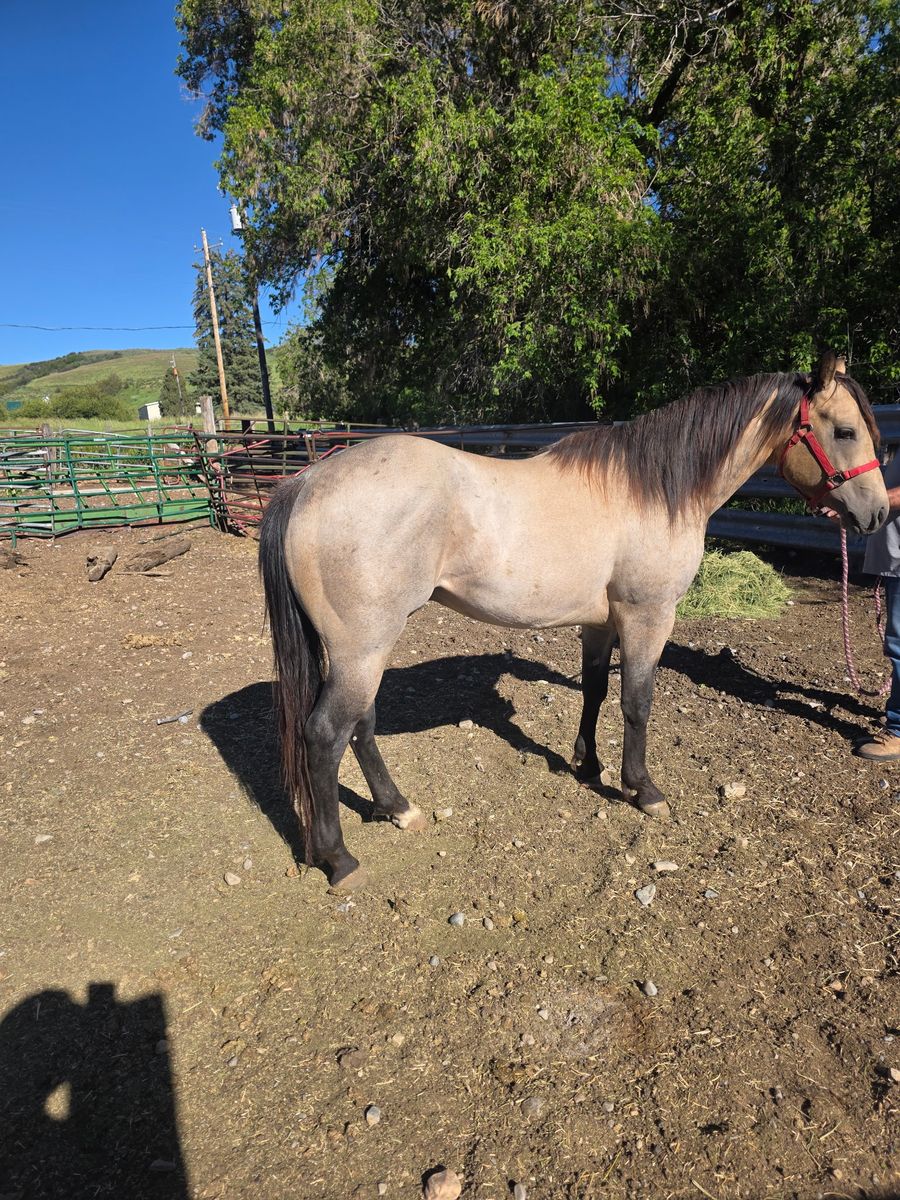 3 year old Buckskin Stallion