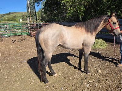 3 year old Buckskin Stallion