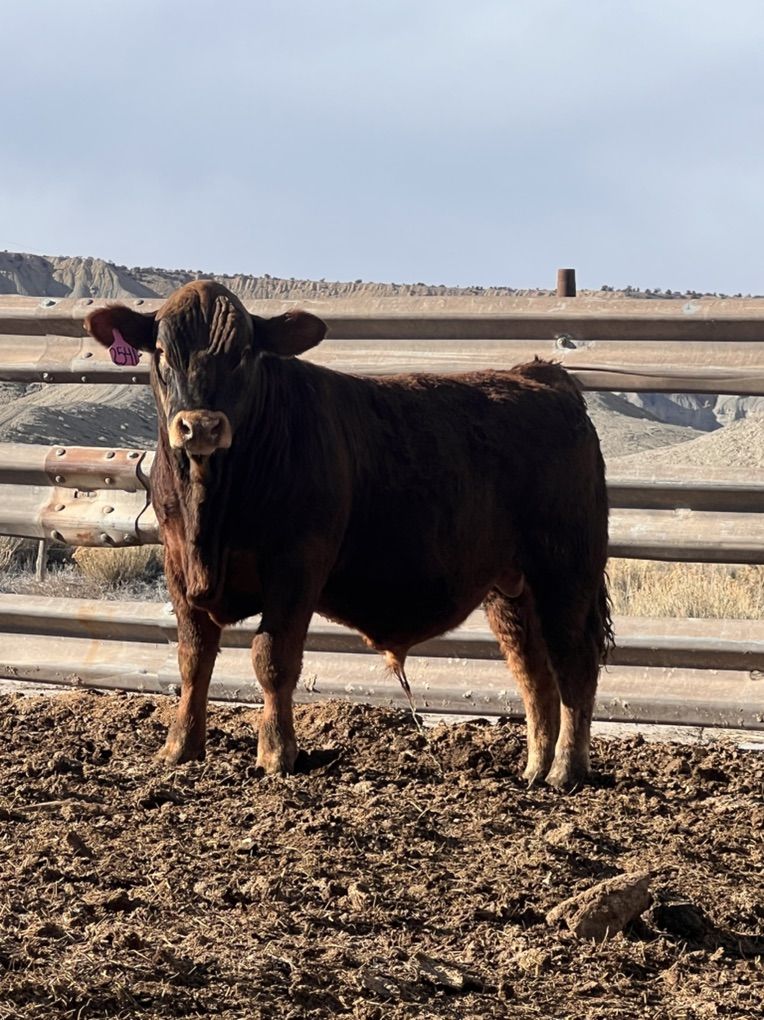 Yearling Bull