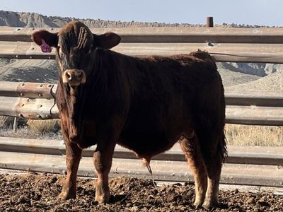 Yearling Bull