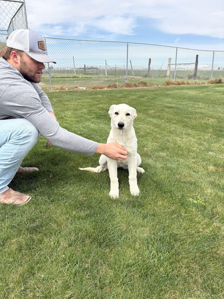 Last Akc White German Shepherd female Ready to G