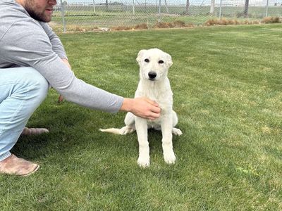 Last Akc White German Shepherd female Ready to G