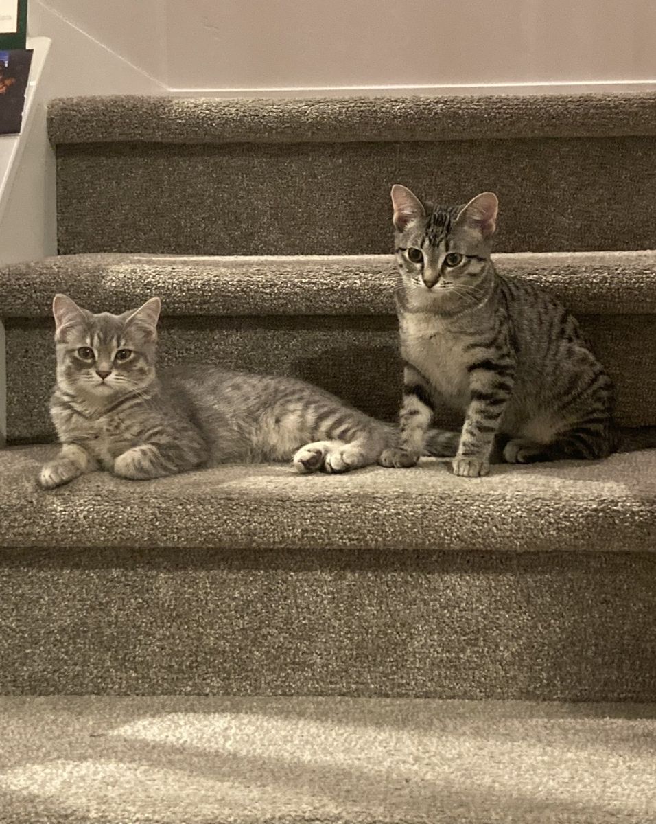 2 Sister Cats Need New Home